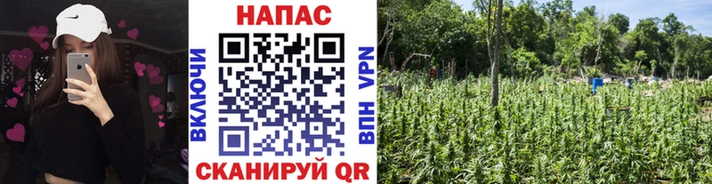 Канабис планчик Бобров